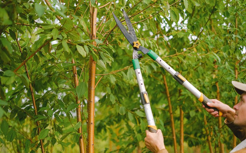 Tree trimming in Badger, IA