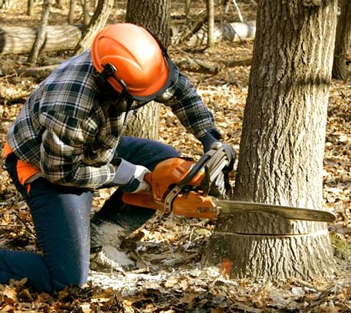 Tree Removal in Badger, IA